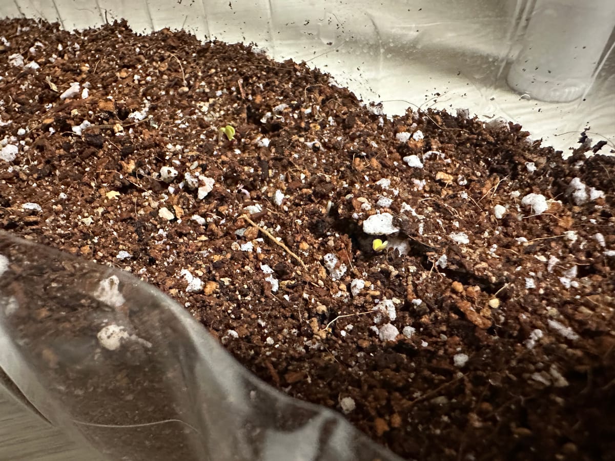 도시 농부 겨자잎, 루꼴라 키우기