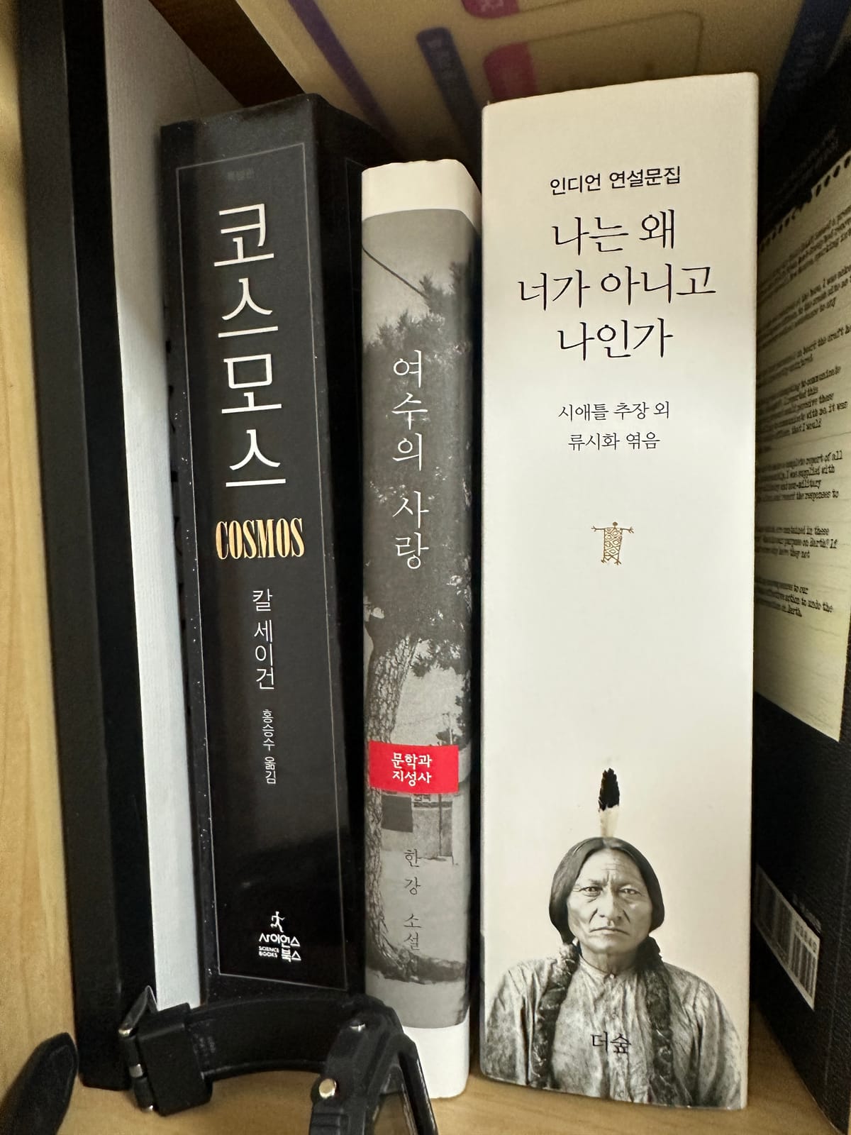 다이소 겨자잎, 루꼴라 씨앗 발아 3일차