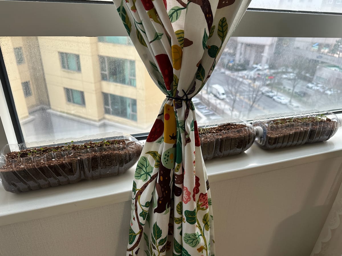 다이소 겨자잎,루꼴라 5일차