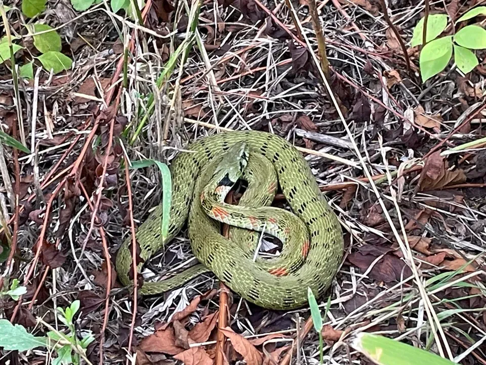 뱀 퇴치할수 있는 방법 모음