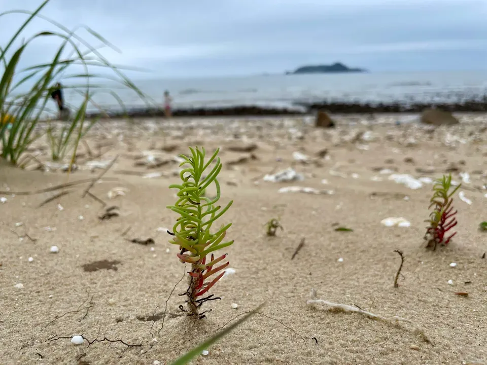 여름휴가는 서해안 태안으로~