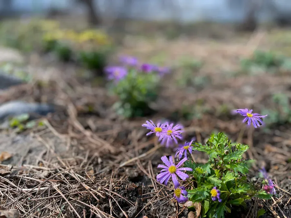 양평 고로쇠 축제 그리고 꽃마당 만들기