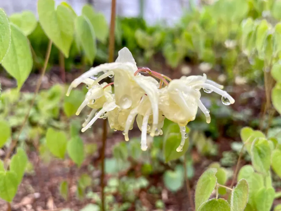 삼지구엽초가 자라는 정원