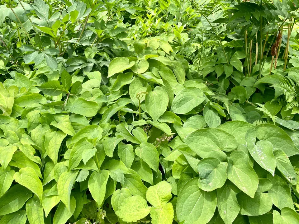 삼지구엽초 차 끓이기 image