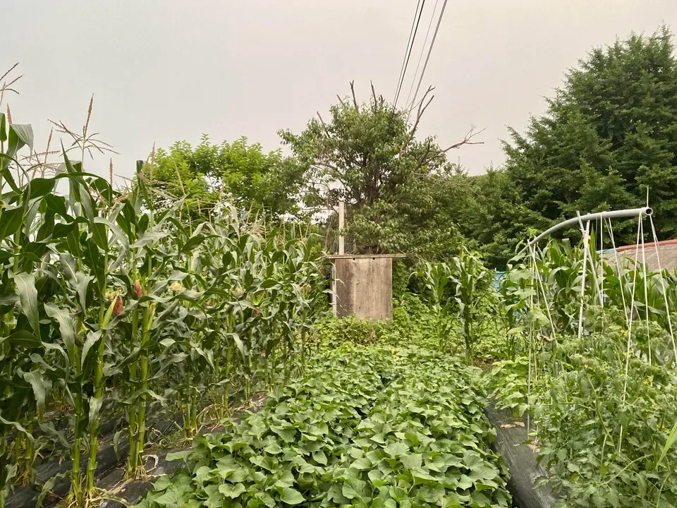 폭발하는 텃밭 image