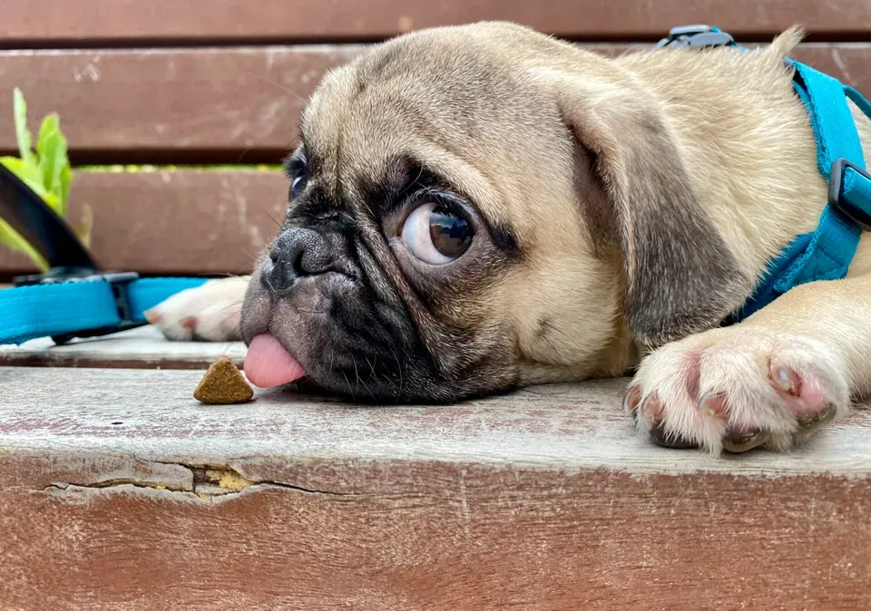 퍼그 강아지 토토와 함께 한 3년째