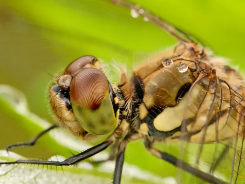 곤충 곤충한 사진 image