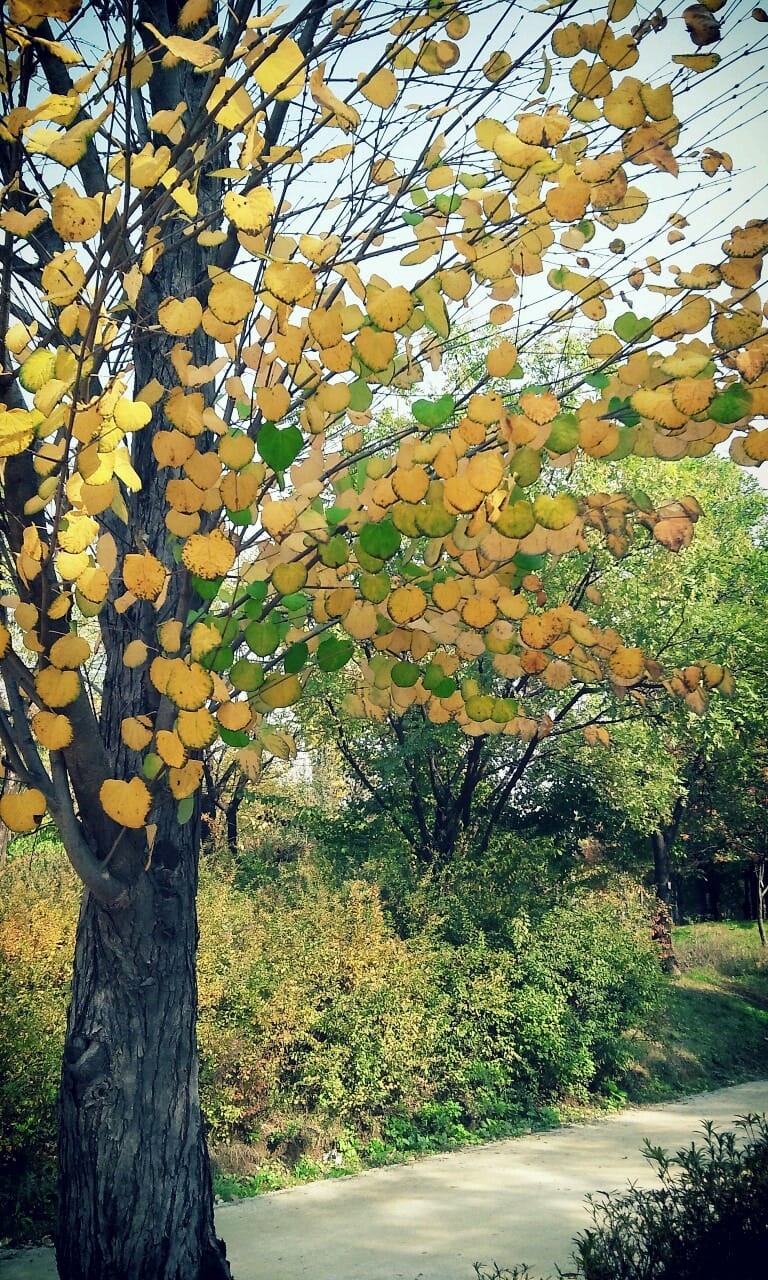 스마트폰 사진 우습게 보지마라~