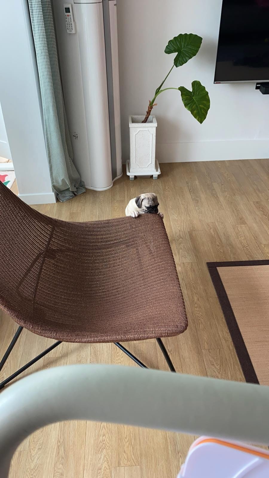 아직은 개린이 였던 퍼그…토토