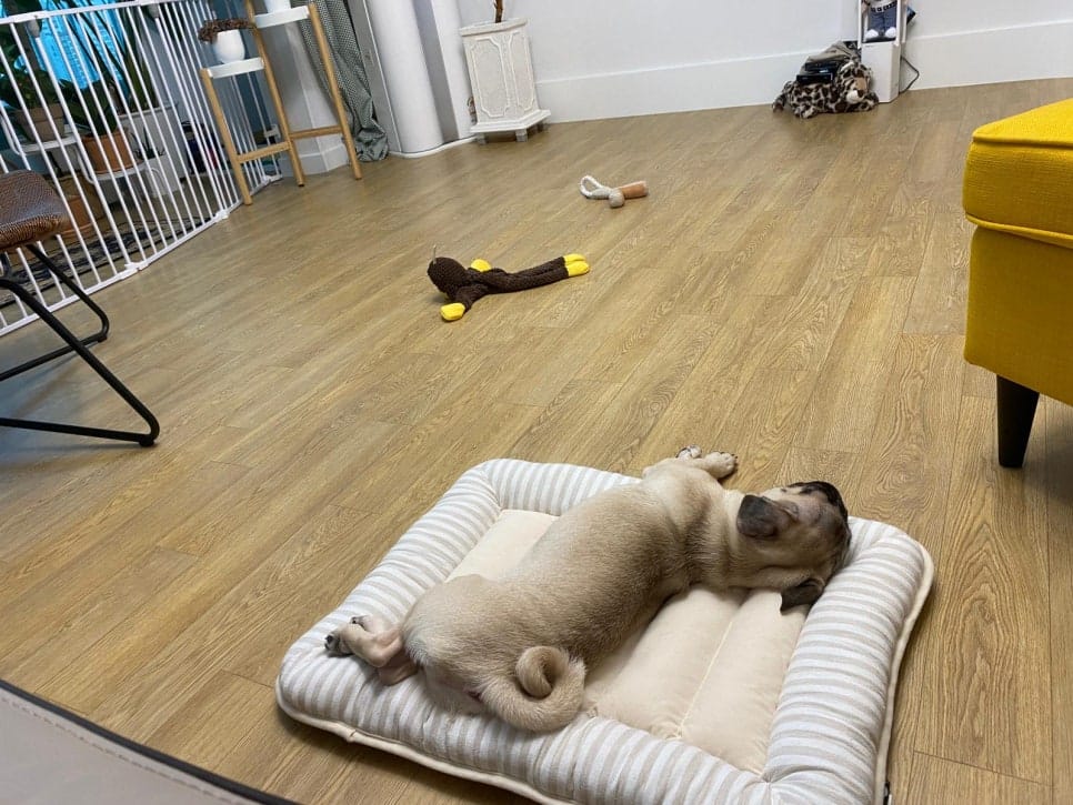 잘자는 강아지 토토