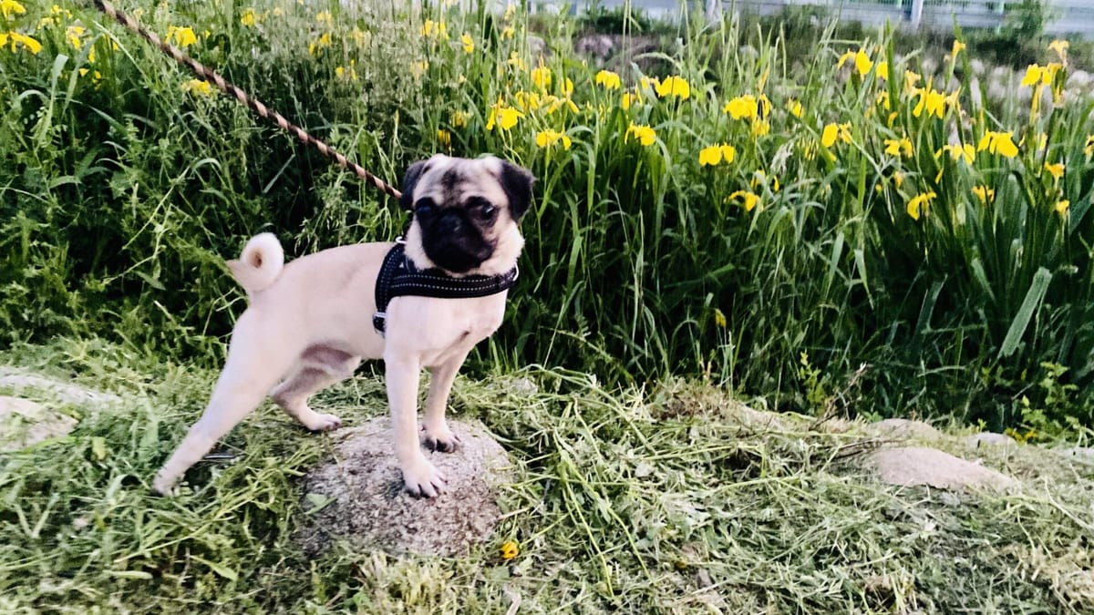 퍼그..귀엽다. image