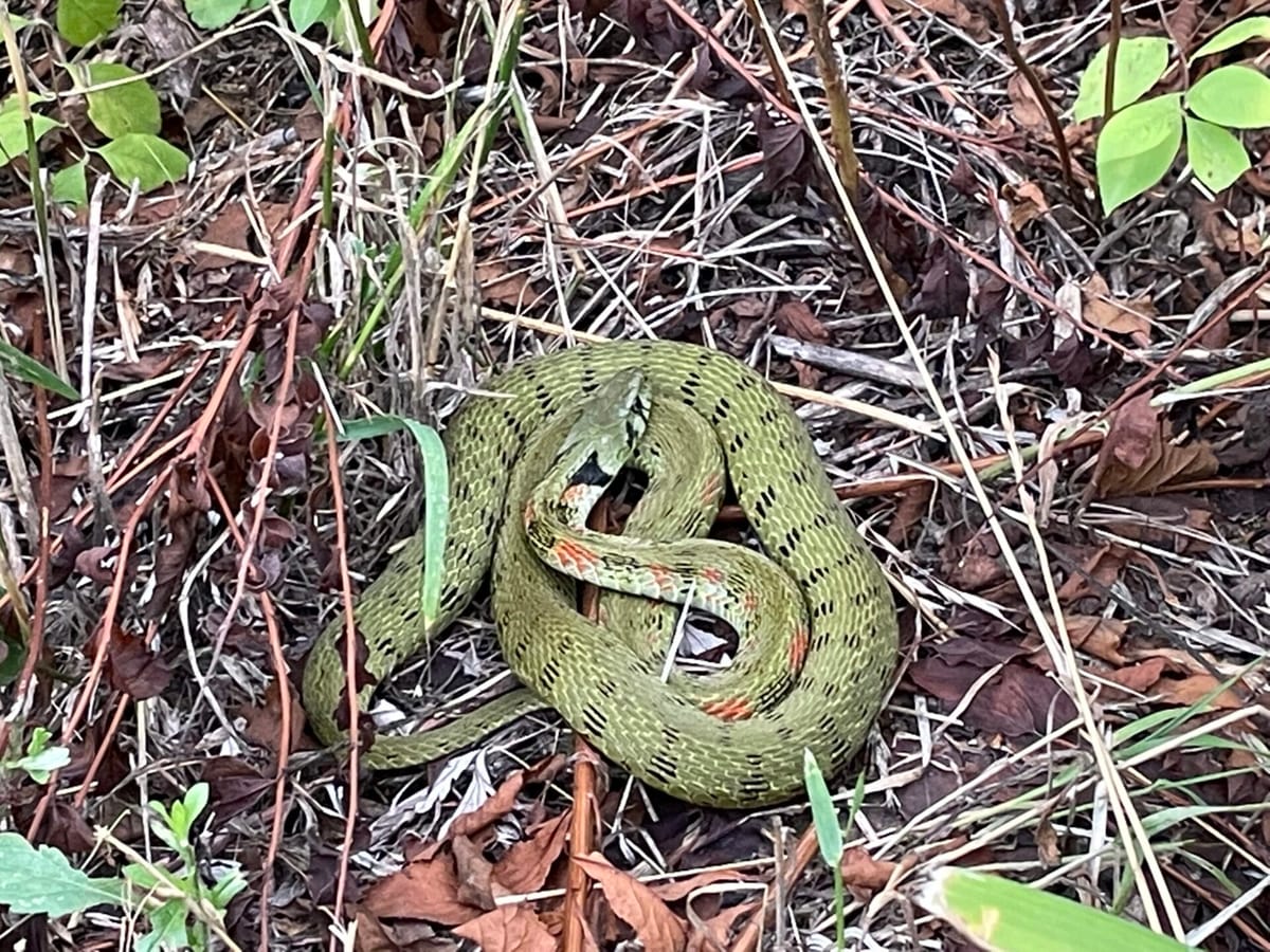 뱀 퇴치할수 있는 방법 모음