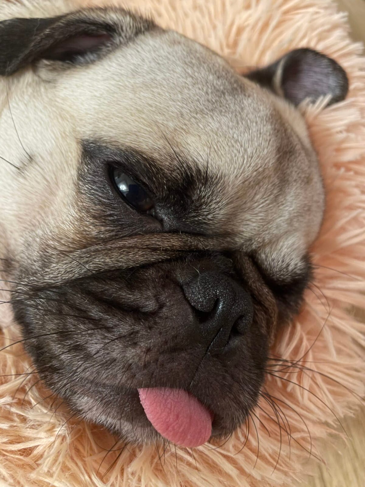 여름날 강아지 산책