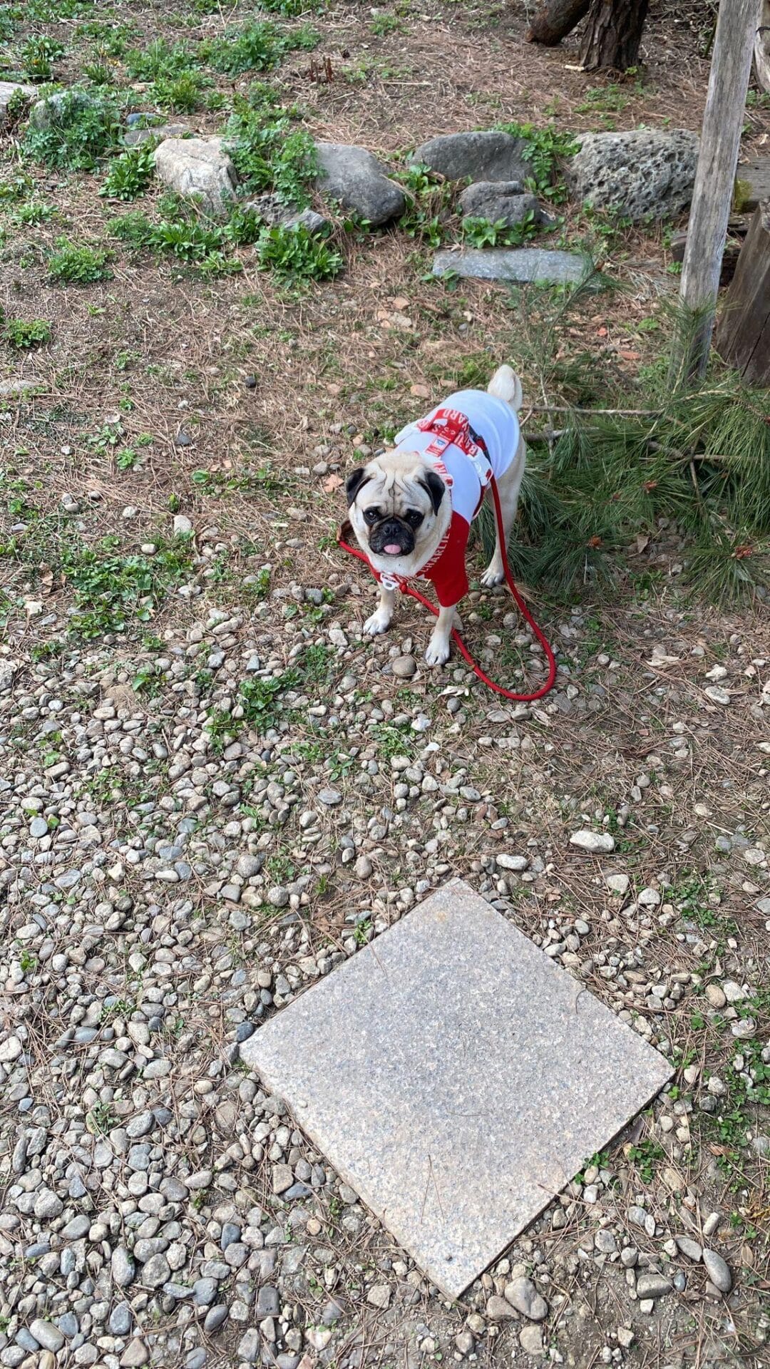 앞마당 뒷마당 잡초 상황