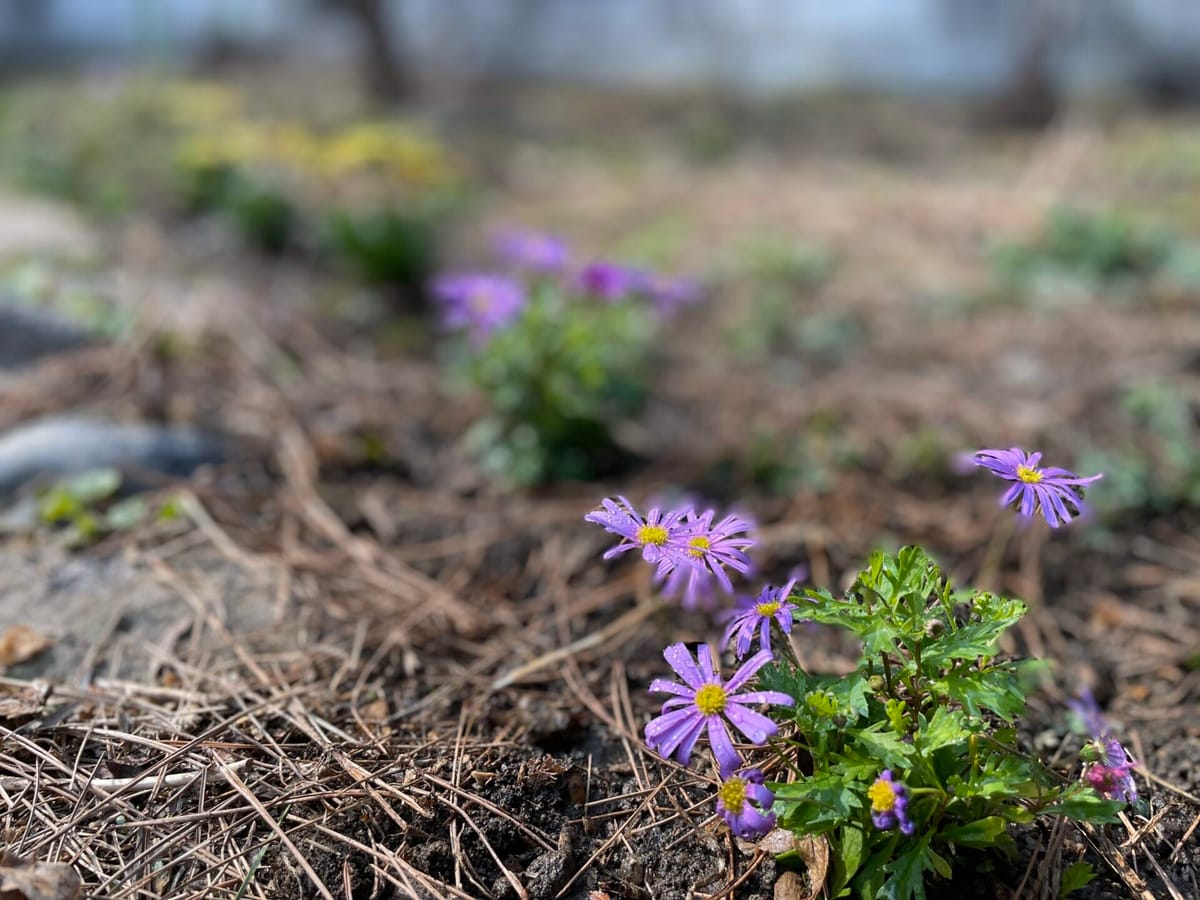 양평 고로쇠 축제 그리고 꽃마당 만들기