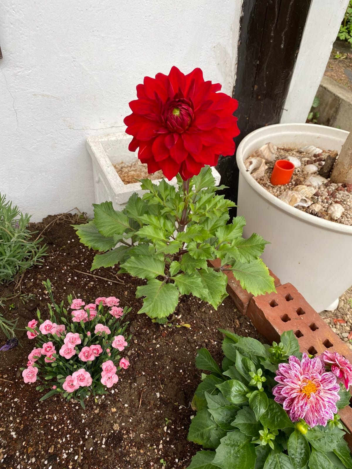 촉촉히 봄비 내리던날 image