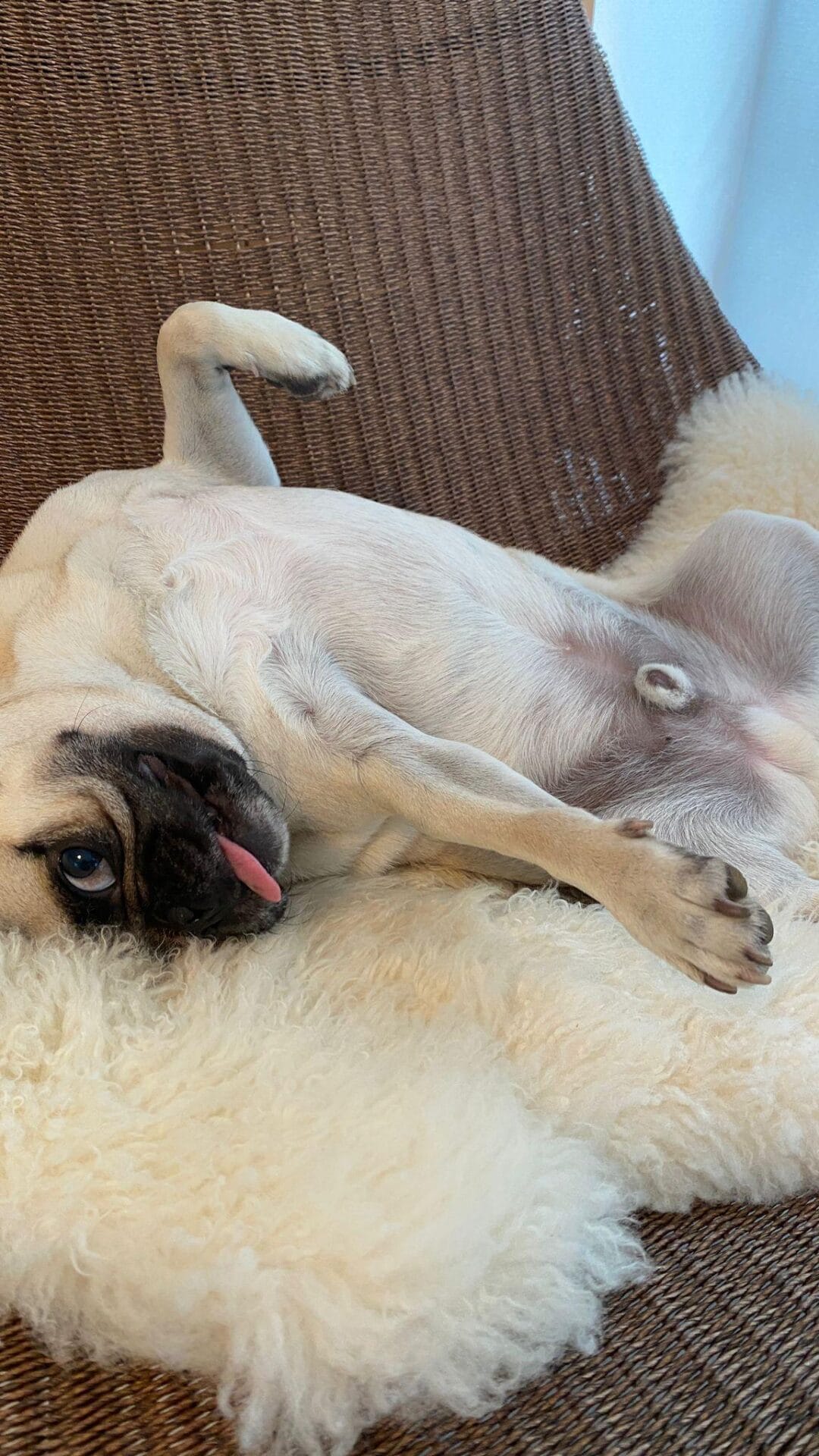 시골 강아지 토토 image