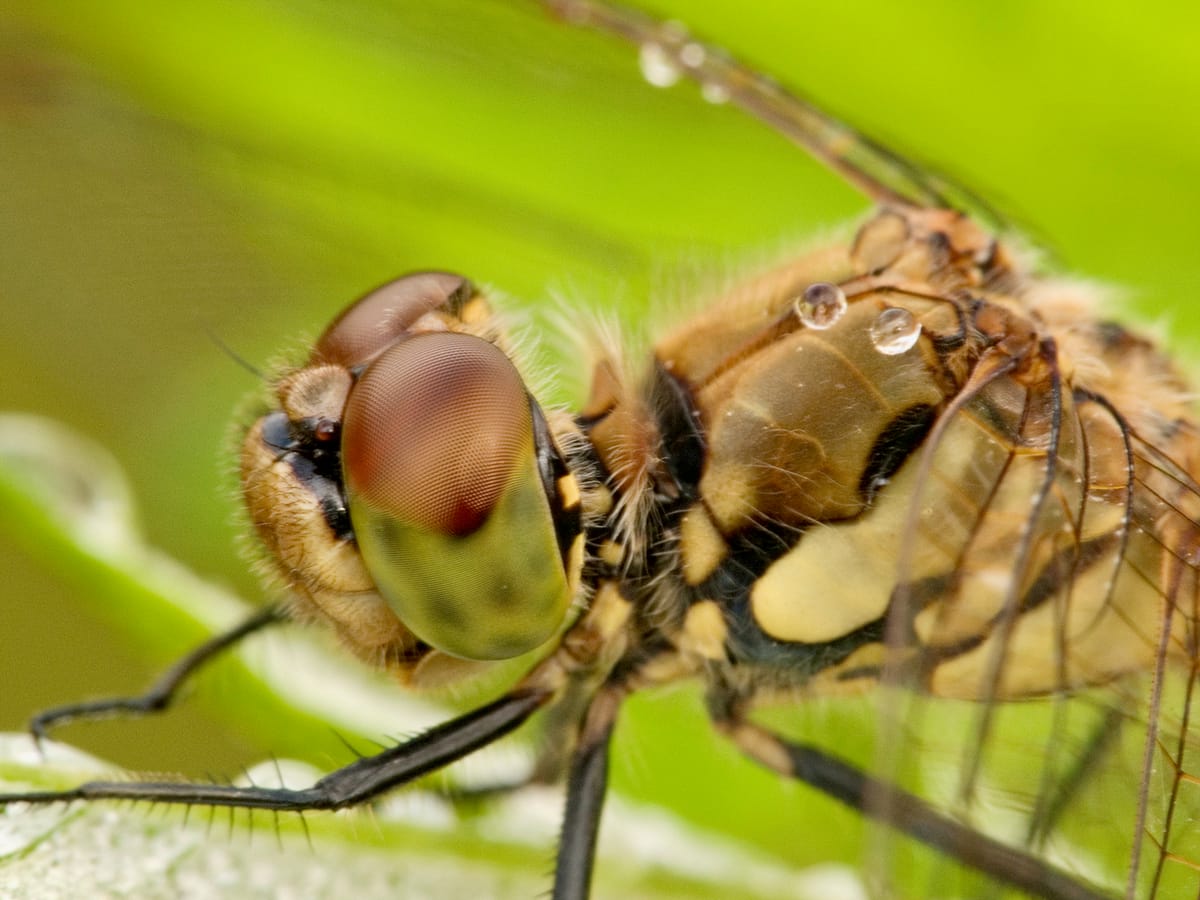 곤충 곤충한 사진 image