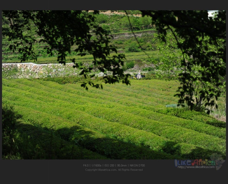 쌍계사 가는 길 2