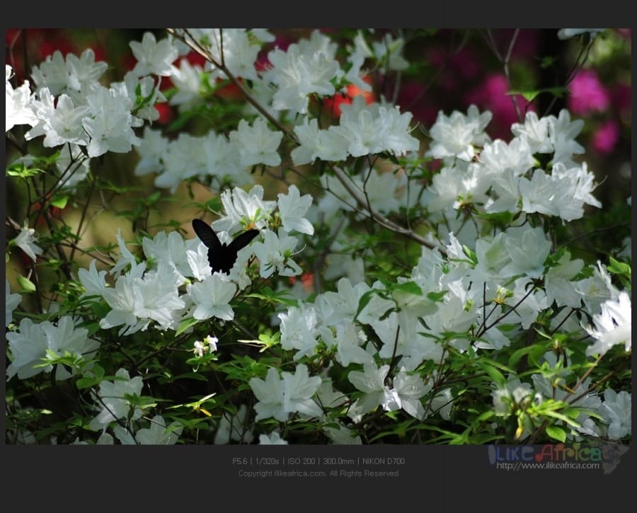 날도 좋고 빛도 좋은 쌍계사