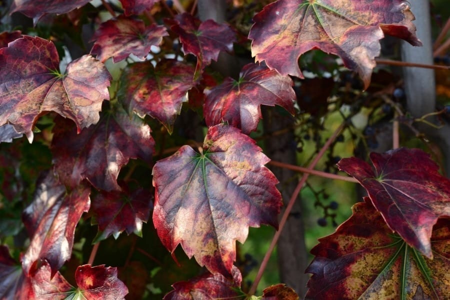 흔한 풀떼기 사진