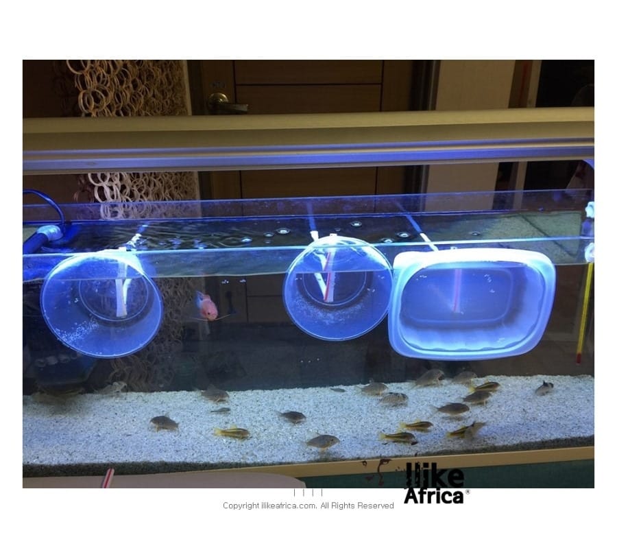 드디어 코리도라스 치어를 봤다 ㅋㅋㅋ