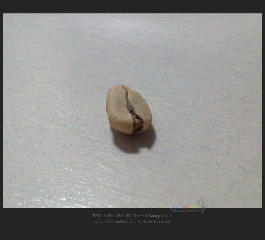 커피나무 키우기1