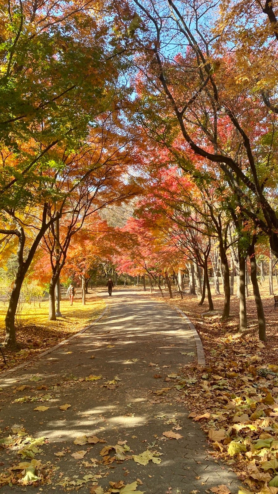 올해 마지막 단풍