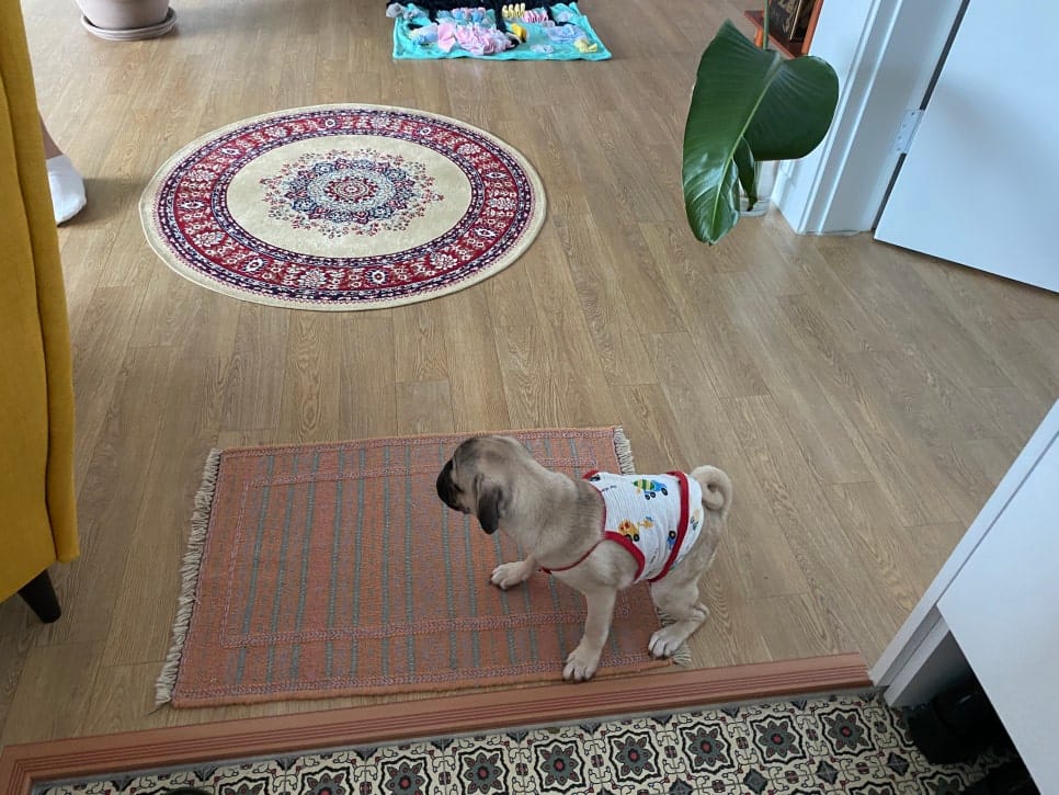 반려견 퍼그 녀석…토토