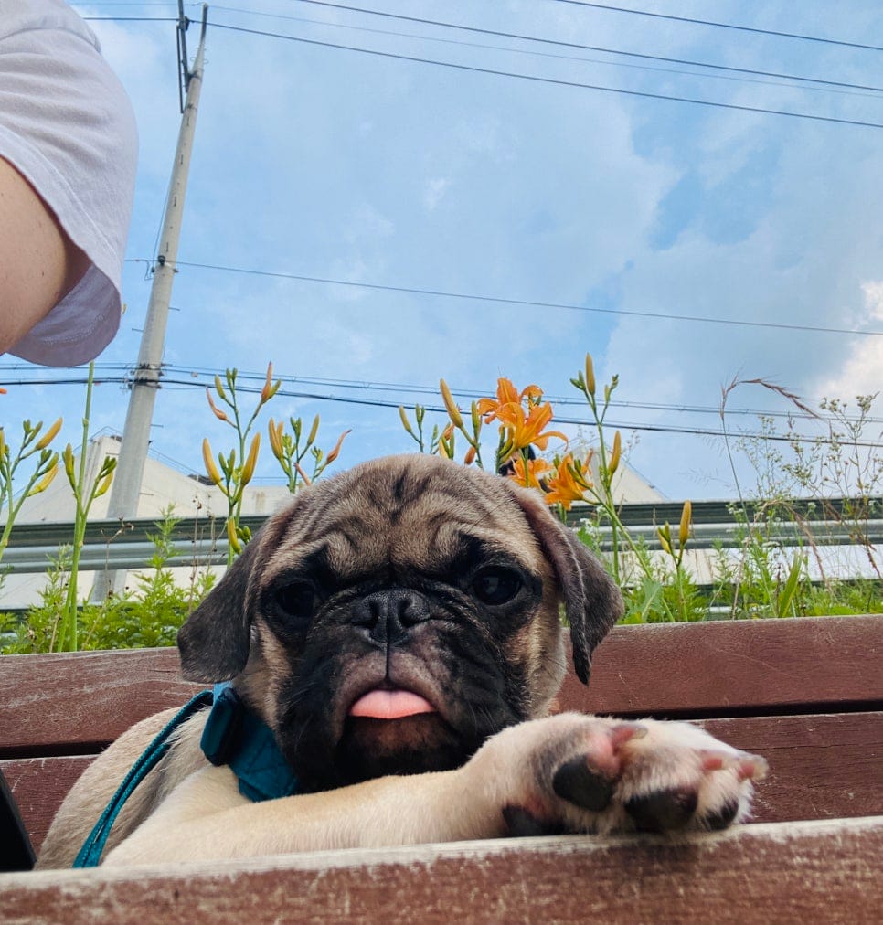반려견 토토와 함께 한 첫 산책