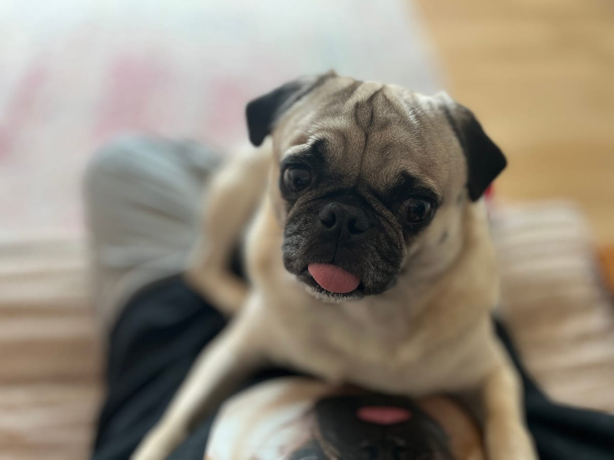 햇살 좋은날 오후 산책 강아지