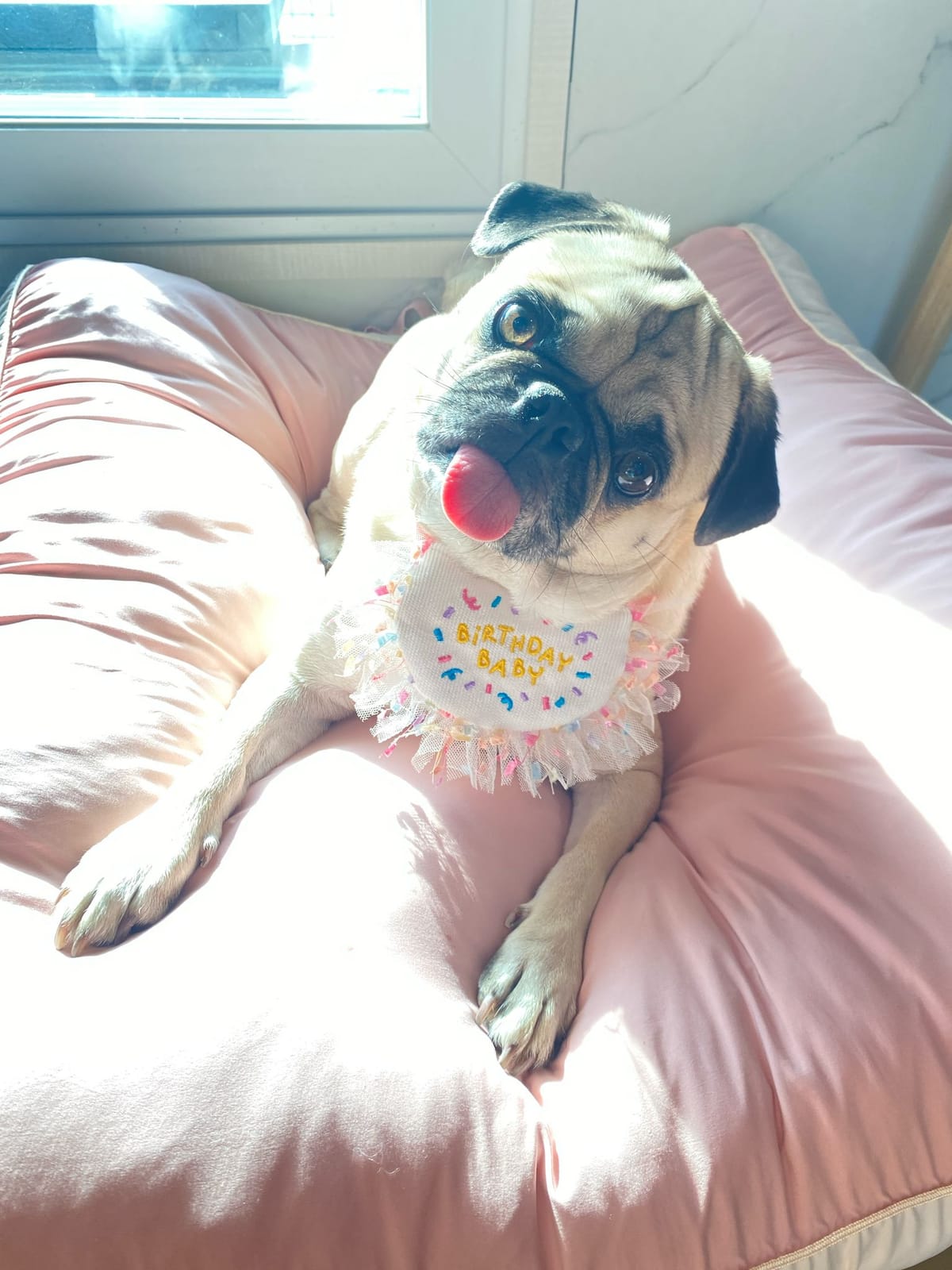 토토 4번째 생일