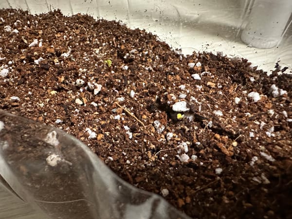 도시 농부 겨자잎, 루꼴라 키우기