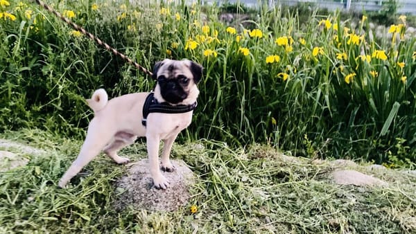 퍼그..귀엽다. image