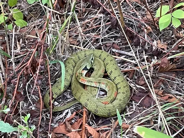 뱀 퇴치할수 있는 방법 모음