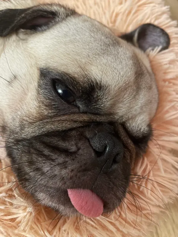 여름날 강아지 산책