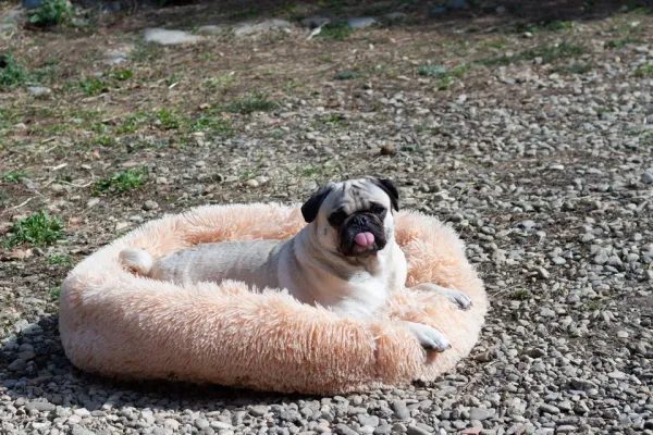 햇살좋은날 댕댕이 토토