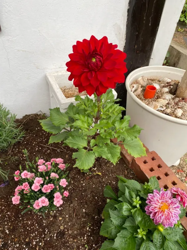 촉촉히 봄비 내리던날 image