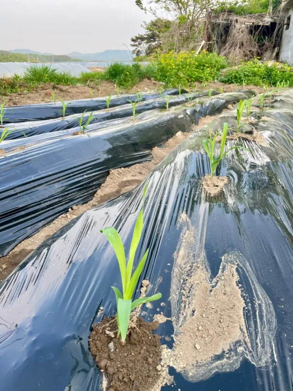 텃밭 가꾸기의 전말 image