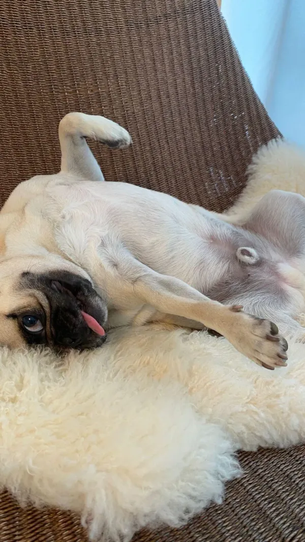 시골 강아지 토토 image