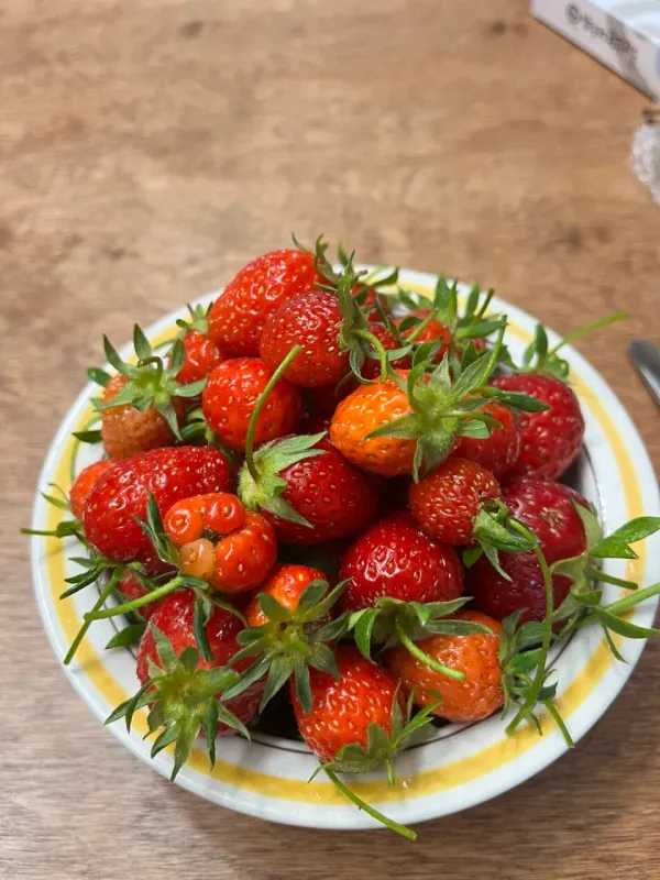 첫 딸기 수확 image