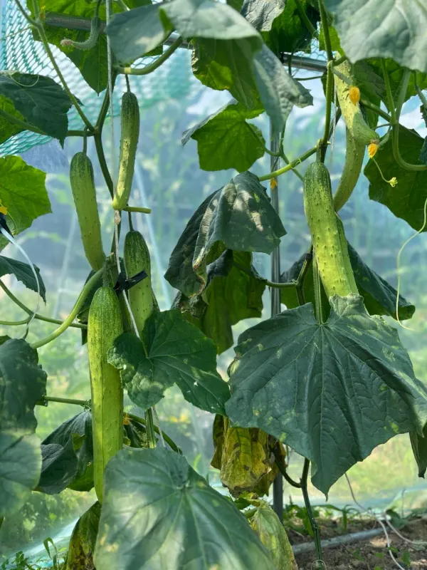 오이가 풍년이로세 image