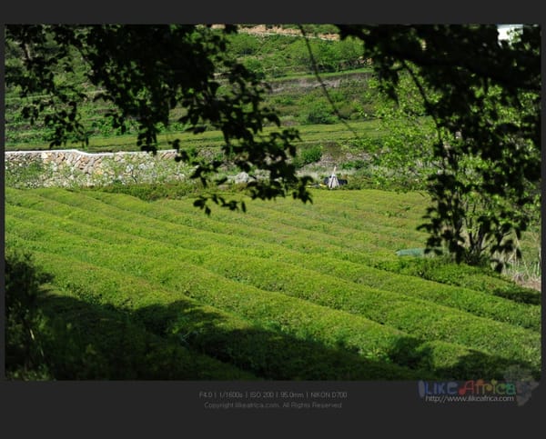 쌍계사 가는 길 2