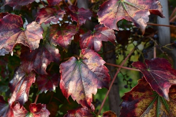 흔한 풀떼기 사진