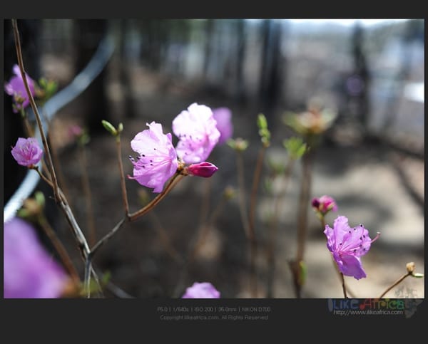 날 좋은날 뒷산 나들이