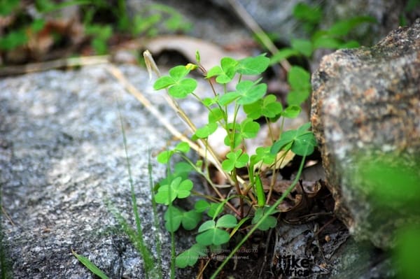 지리산 사랑 OB 모임