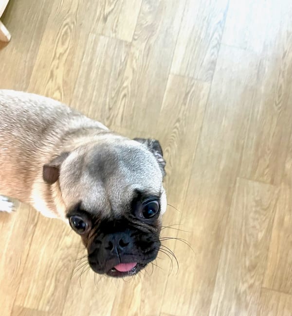 강아지 토토 털 청소에 대한 궁극의 대책 마련