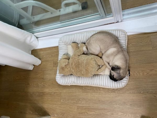 개린이 토토 첫 산책하던 날