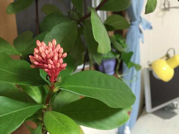 토마토 근황 ㅋㅋㅋ