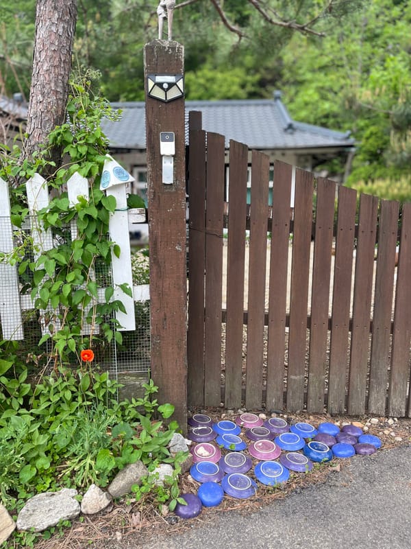 일년에 이날만 천국인 소나무 하얀집